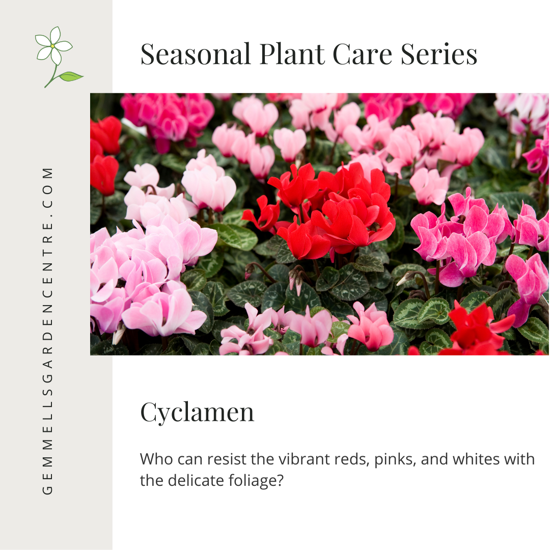 Caring for Your Cyclamen Plant | Seasonal Plant Care Series | Gemmell's Garden Centre