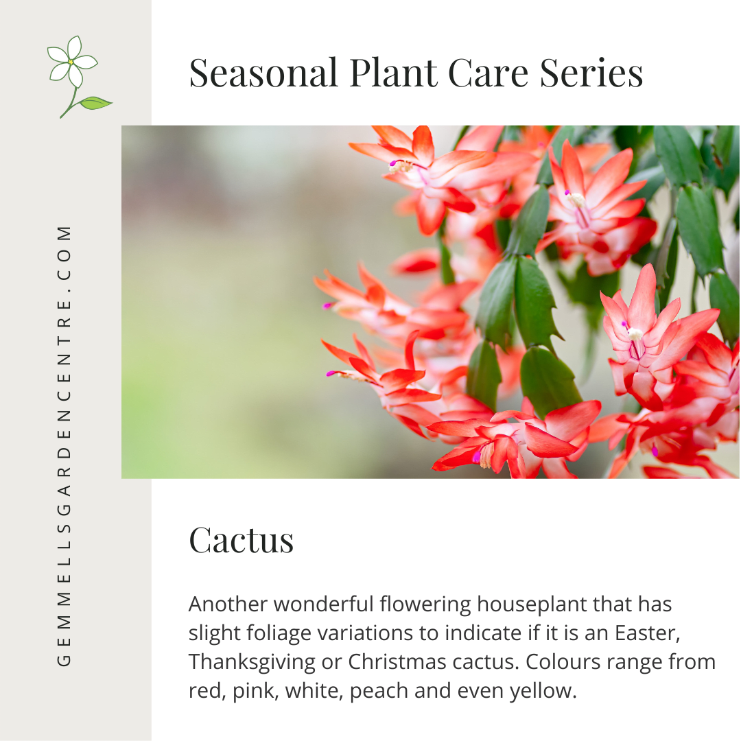 Thanksgiving, Christmas & Easter Cactus | Seasonal Plant Care Series | Gemmell's Garden Centre