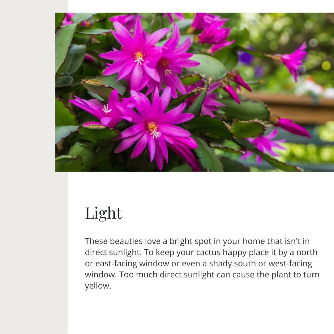 Thanksgiving, Christmas & Easter Cactus | Seasonal Plant Care Series | Gemmell's Garden Centre