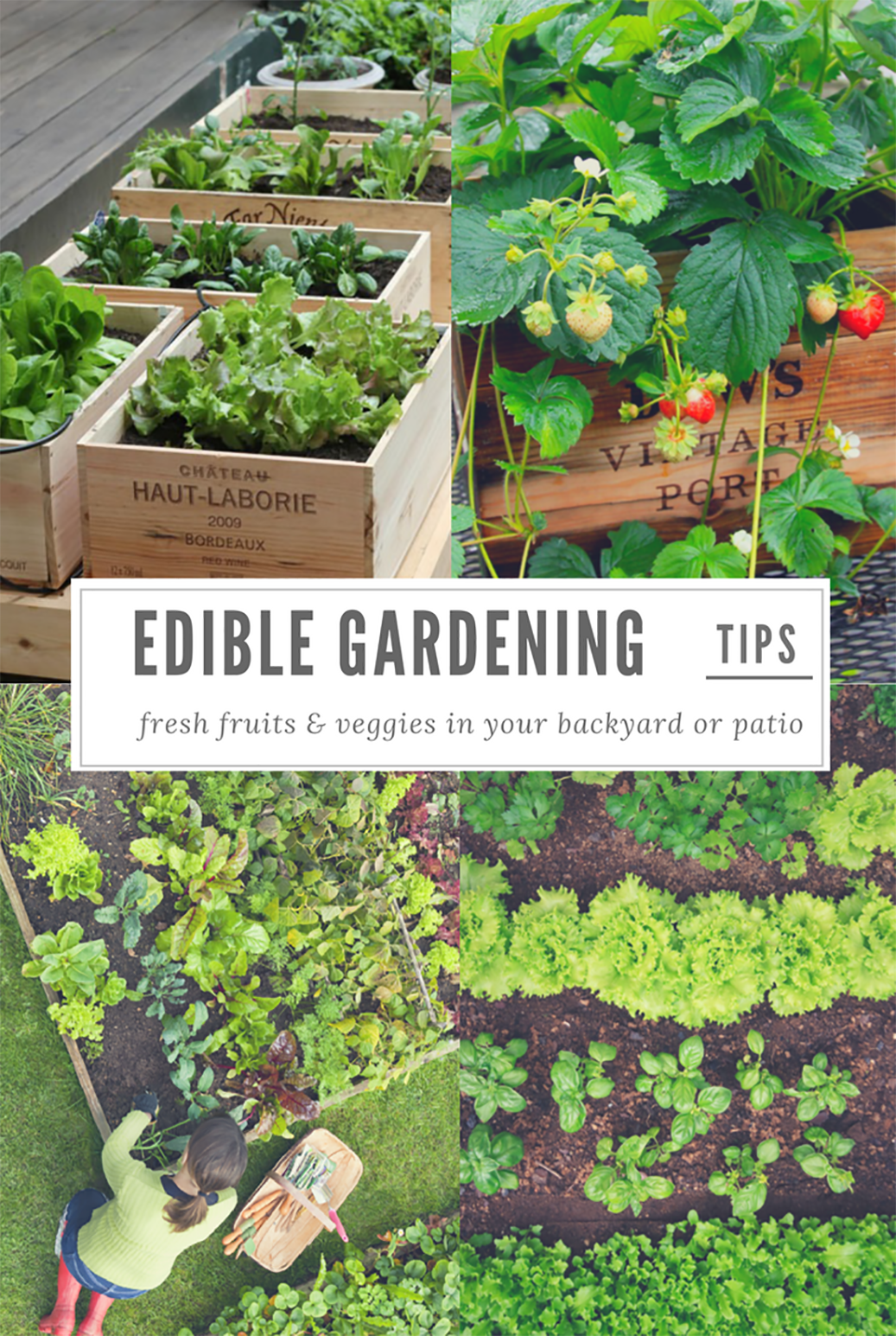 ediblegardeningbackyardorpatioresize